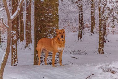 Ormandaki köpek. Kış doğası. Evcil hayvan. Nova Scotia ördek gişe hasılatı.