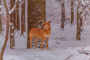 ormanda yürüyüş köpek