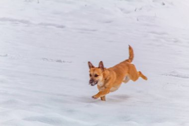 Köpek kışın karda koşuyor. Kardaki hayvan, kış yürüyüşü..