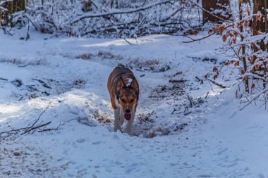 Kırmızı köpek karda koşuyor.