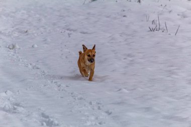 Köpek kış ormanında koşuyor. Kardaki köpek.