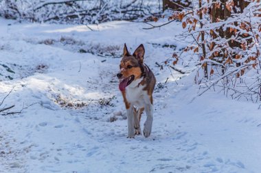 Köpek kış parkında.