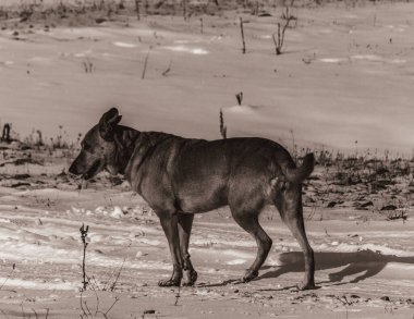 Animals, Nature, Domestic animals - urope, Eastern Europe