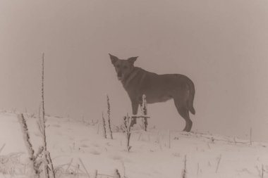 Animals, Nature, Domestic animals - urope, Eastern Europe