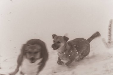 Animals, Nature, Domestic animals - urope, Eastern Europe