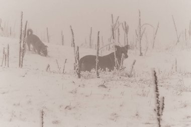 Animals, Nature, Domestic animals - urope, Eastern Europe