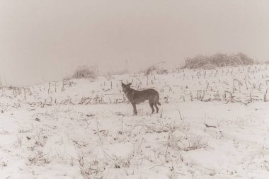 Ağaçlar ve karla kaplı kış manzarası