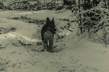 Kara düşmüş bir köpeğin siyah beyaz fotoğrafı.