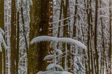 Güzel bir karlı orman karla kaplı.
