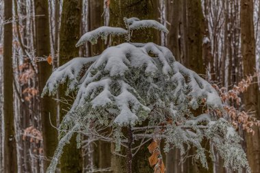 Karla kaplı ağaçlarla kaplı kış manzarası
