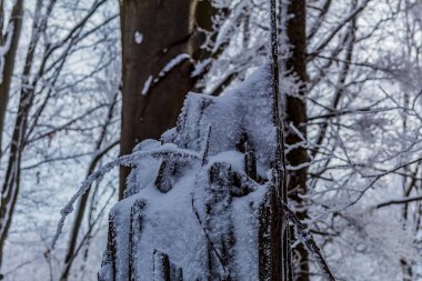 Karla kaplı ağaçlarla kaplı kış ormanı