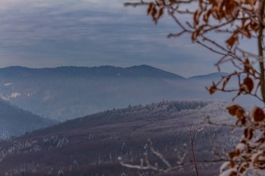 Karla kaplı köknar ağacıyla kaplı kış manzarası