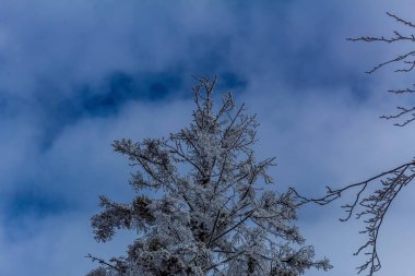 Çam ağacının dalları mavi gökyüzüne karşı karla kaplıydı.