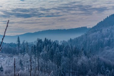 Karla kaplı ağaçlarla kaplı kış ormanı.