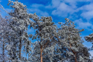 beautiful snow - capped trees on winter day. winter landscape