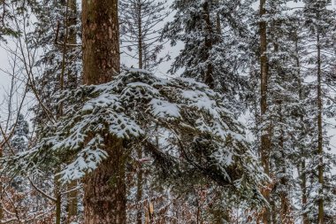 Kar yağarken karla kaplı bir ağaç gövdesinin güzel bir görüntüsü.