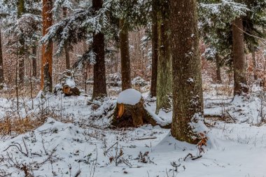 Karla kaplı ağaçlarla kaplı kış manzarası