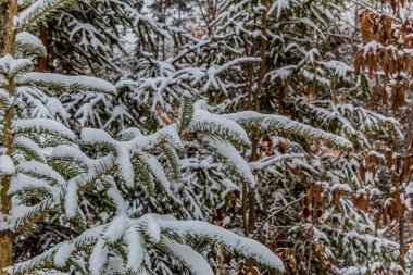 Ormanda karla kaplı çam ağacı dalları