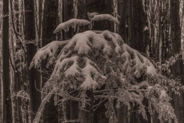 Karla kaplı ağaçlarla kaplı güzel kış manzarası
