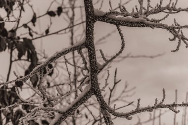 karla kaplı ağaç dalı