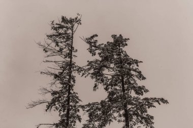 ormandaki ağaç dalı