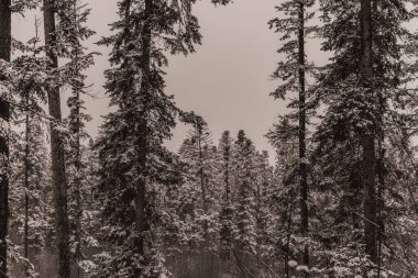 Bir köknarın kış manzarası - ormandaki bir ağaç.