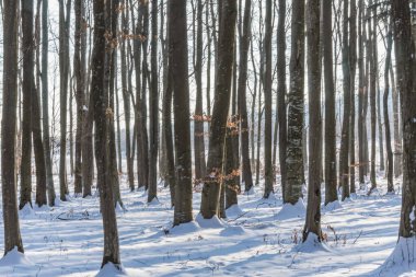 Kışın karla kaplı orman