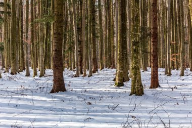 Ağaçlar ve karla kaplı güzel kış manzarası