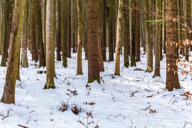 Karla kaplı bir ormanın kış manzarası. kış mevsimi.