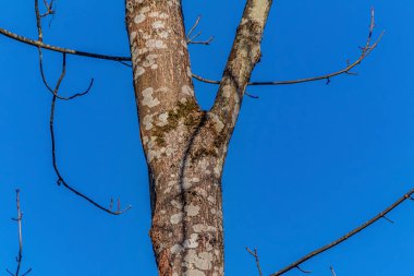 Ormandaki ağaç dalları, Flora