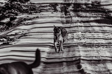 Ormandaki siyah beyaz köpek