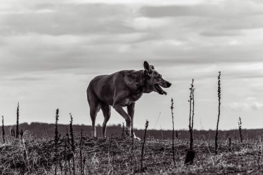 german shepherd dog on the grass. black and white portrait.