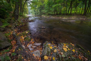 Ormanın içinden akan nehir