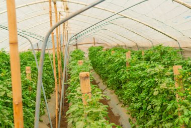 Domates bitkileriyle dolu bir kreş planı.