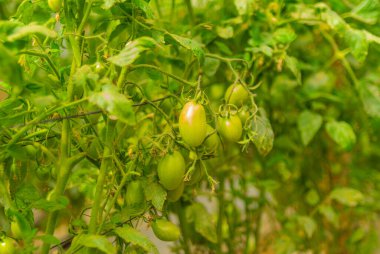 Domates bitkileriyle dolu bir kreşe yakın çekim.