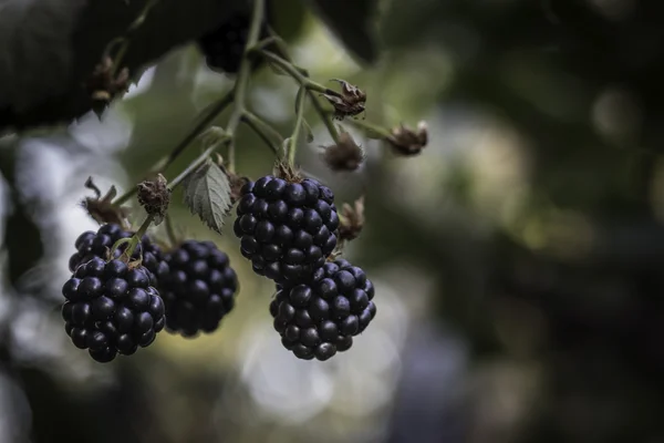 Growing blackberry's in a garden — Stock Photo, Image