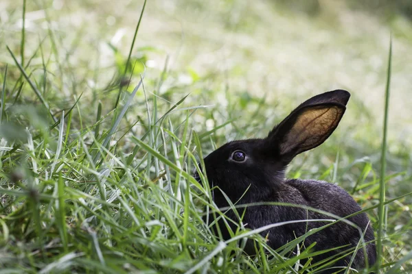 Černý králík v trávě — Stock fotografie