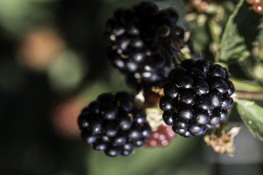 BlackBerry bir bahçede büyüyen