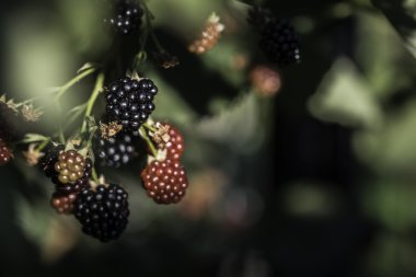 BlackBerry bir bahçede büyüyen