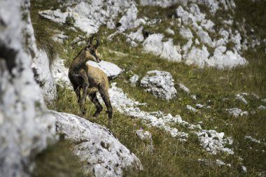 Chamois (Rupicapra rupicapra)