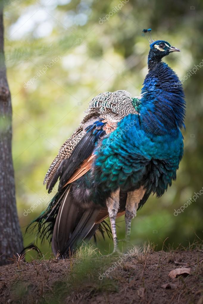 Peacock in a natural habitat — Stock Photo © foto_grafica 123045250