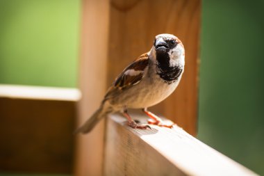 Bir ağaç elementi ve şarkı Song Sparrow tünemiş.
