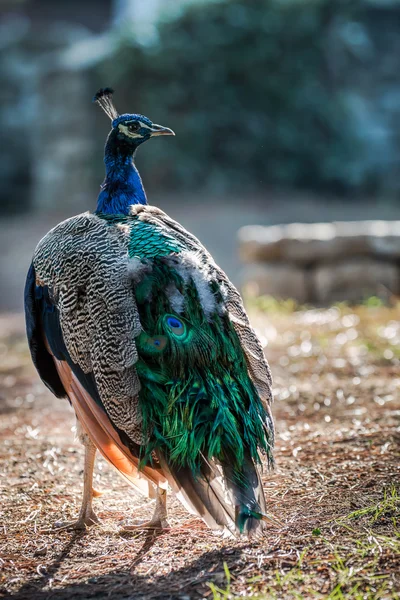 Peacock in a natural habitat — Stock Photo, Image