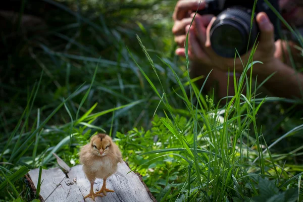 Baby chick being photographed