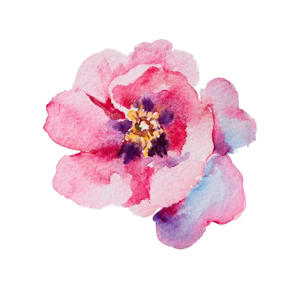 Roze bloeiende pioen aquarel — Stockfoto