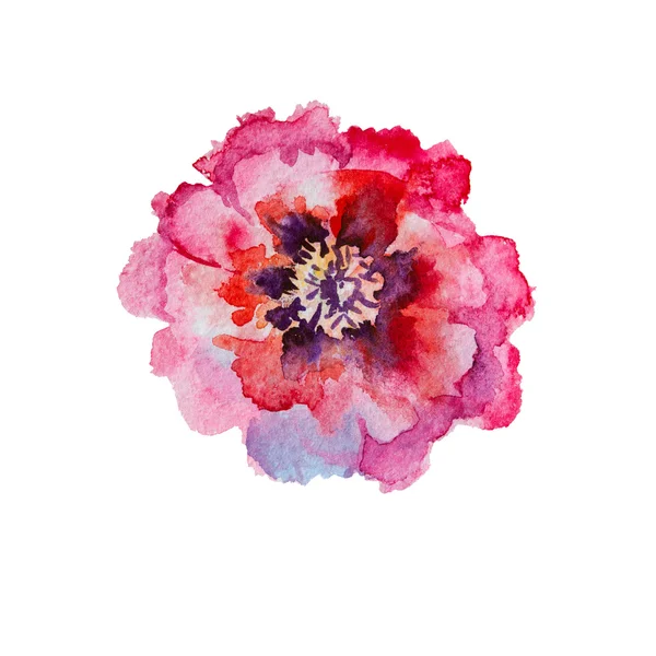 Flor rosa, vermelho peônia aquarela — Fotografia de Stock