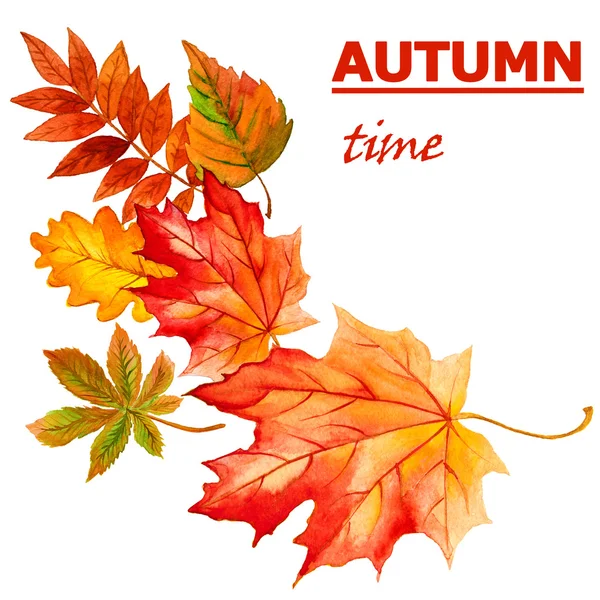 Gyűjtemény gyönyörű színes őszi levelek elszigetelt fehér background — Stock Fotó