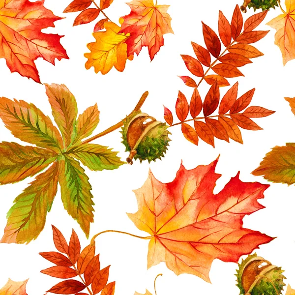 美丽多彩的秋天的树叶的集合。无缝模式 — 图库照片