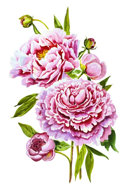 Aquarela flor peônia rosa verde folhas decorativo vintage ilustração isolado no fundo branco — Fotografia de Stock