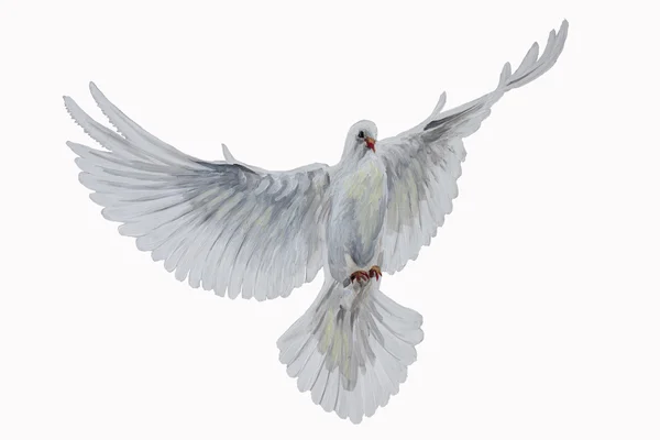 A free flying white dove — Stock Photo, Image